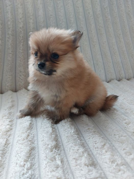 Szpic miniaturowy, pomeranian
