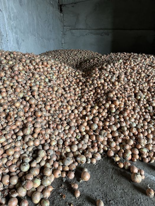 Продамо цибулю, сорт Медуза