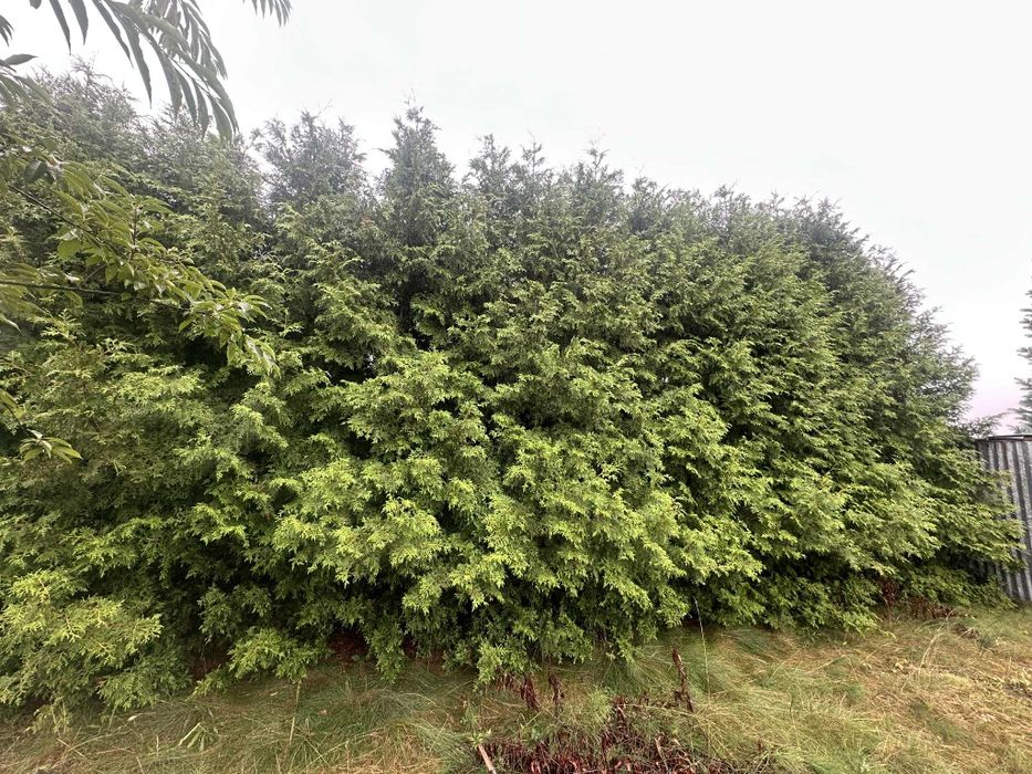 Tuje i sosny oddam za darmo