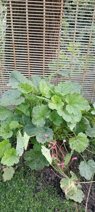 Хоста, гейхера різних кольорів продажа