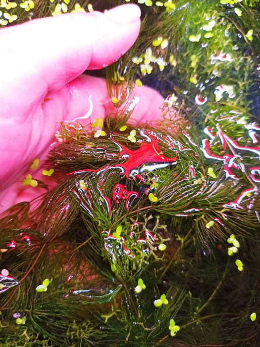 Rogatek roślina do akwarium