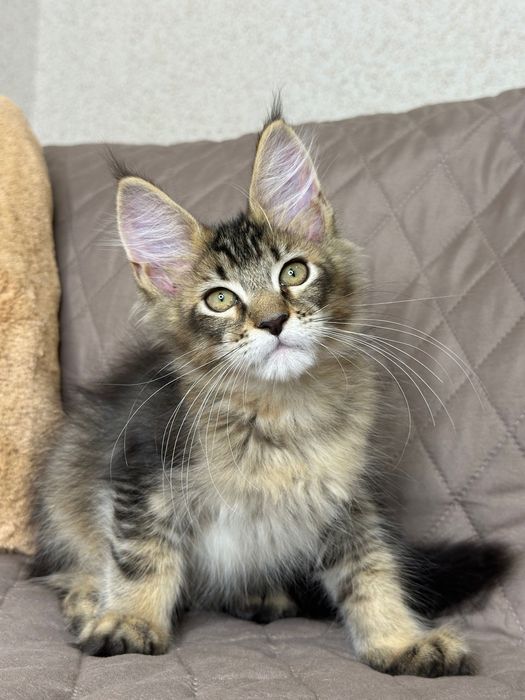 Sienna-Kotka Maine Coon