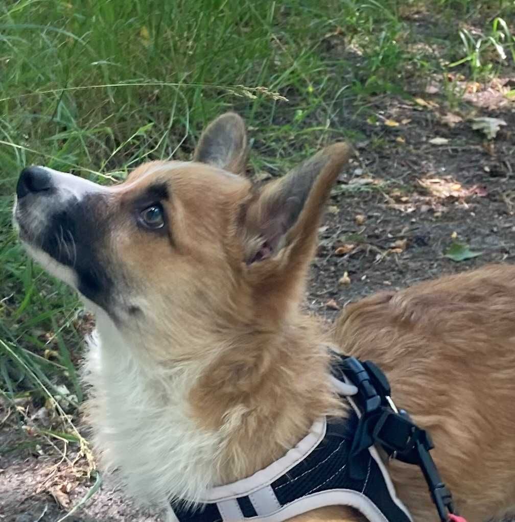Szczeniak Welsh Corgi Pembroke FCI