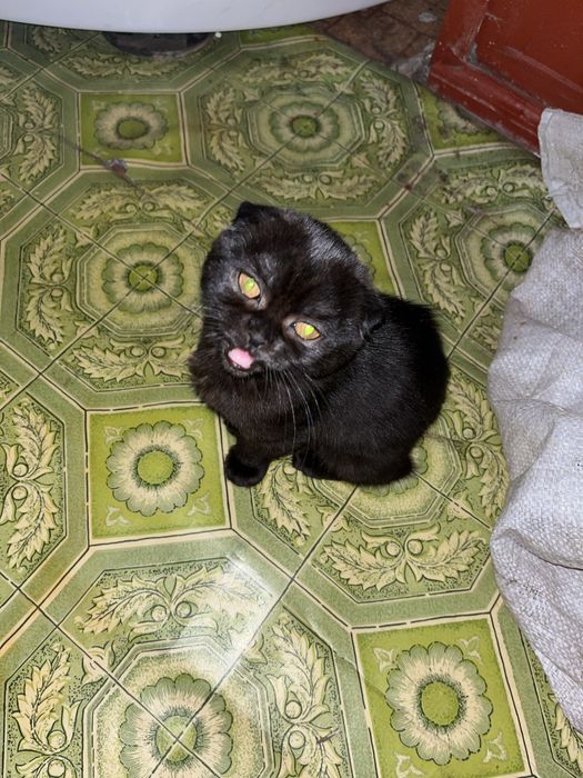 Продам чёрною шотландскую вислоухою кошку