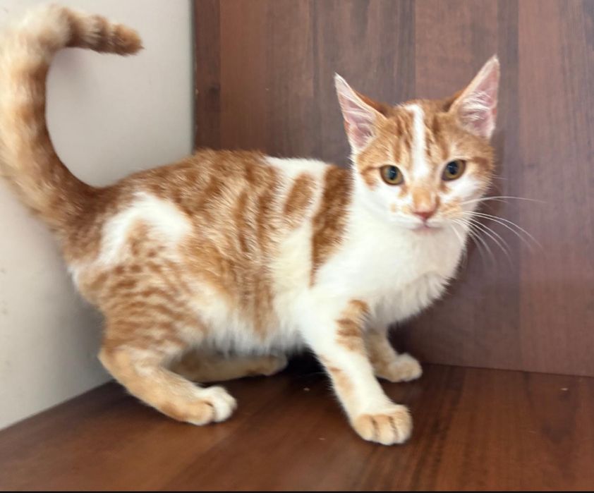 Piotruś i Wercia. Rodzeństwo wyrzucone jak śmieci