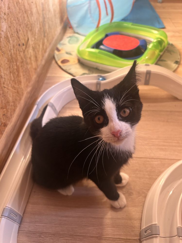 Kocie cudo do pilnej adopcji