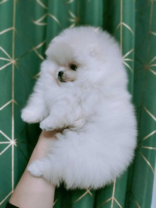 FCI Szpic miniaturowy Pomeranian BOO ZKwP z rodowodem