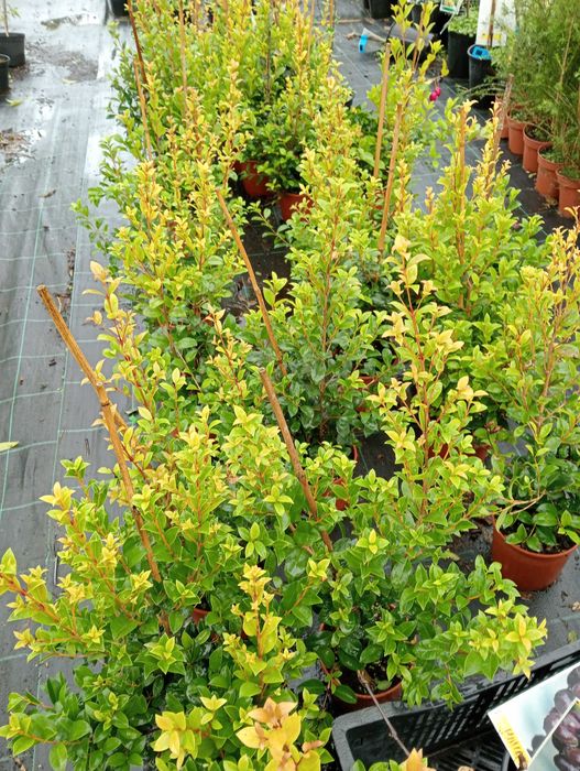 Sebes de eugenias