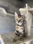 Gatinho Raça Bengal