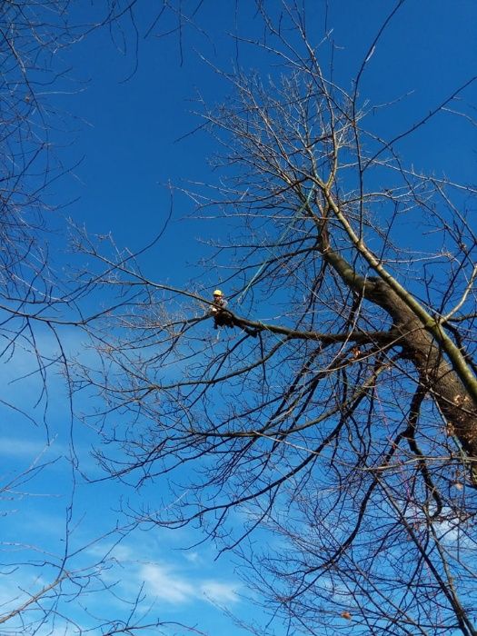 Wycinka i pielęgnacja drzew metodą alpinistyczną