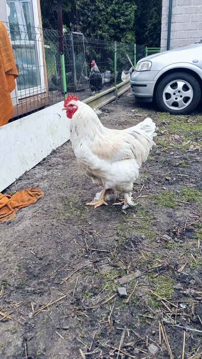 Koguty Kochiny tegoroczne.