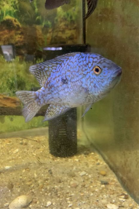 Femea texas blue