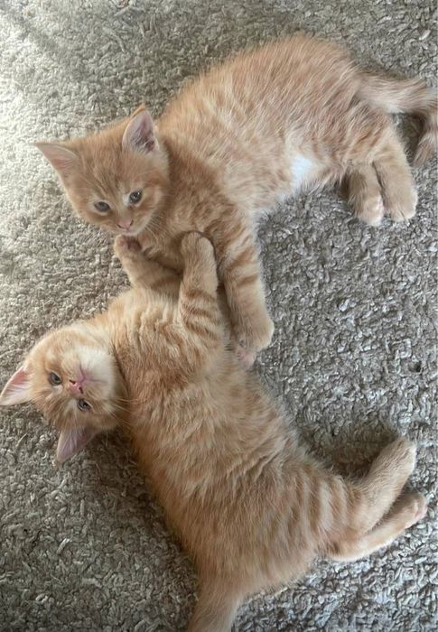 Котята рыжие мейнкун метис