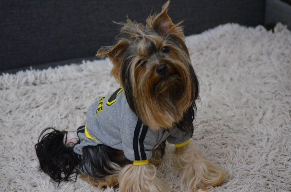 Вязка Йоркширский терьер