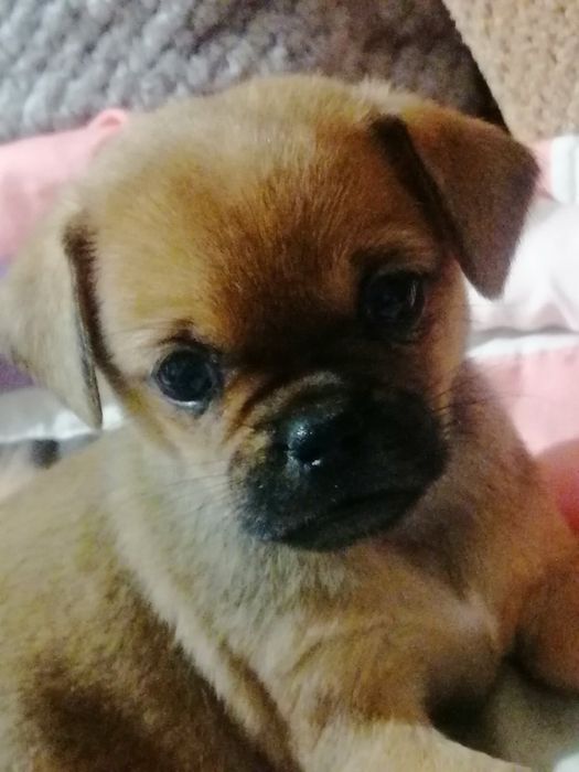 Гарна собачка-дівчинка