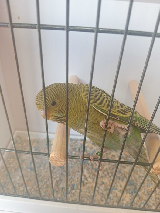 Piriquitos Black face 2025