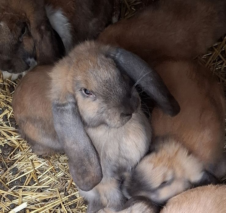 Króliki francuski baran madagaskarowy