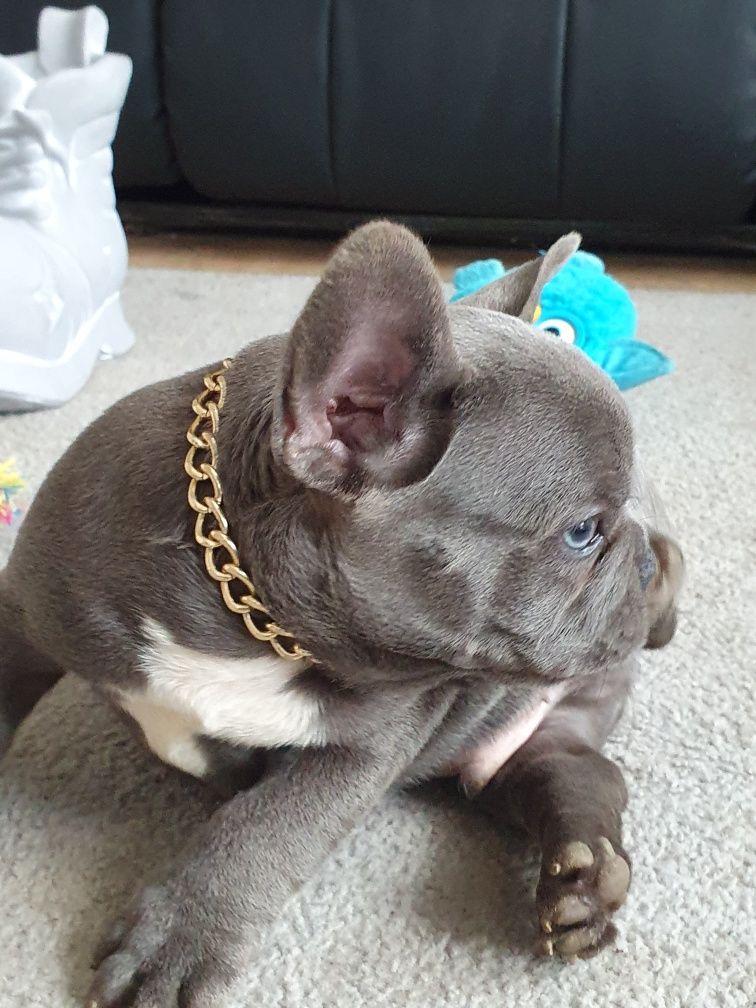 Buldog francuski, /,Blu piesek