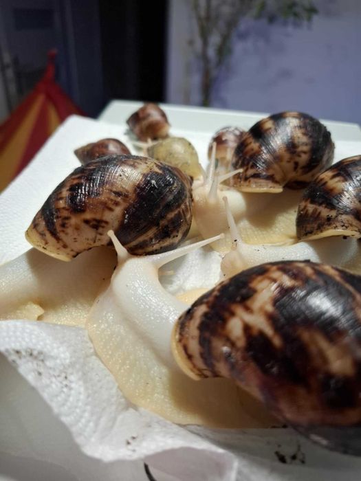 Ślimaki Afrykańskie