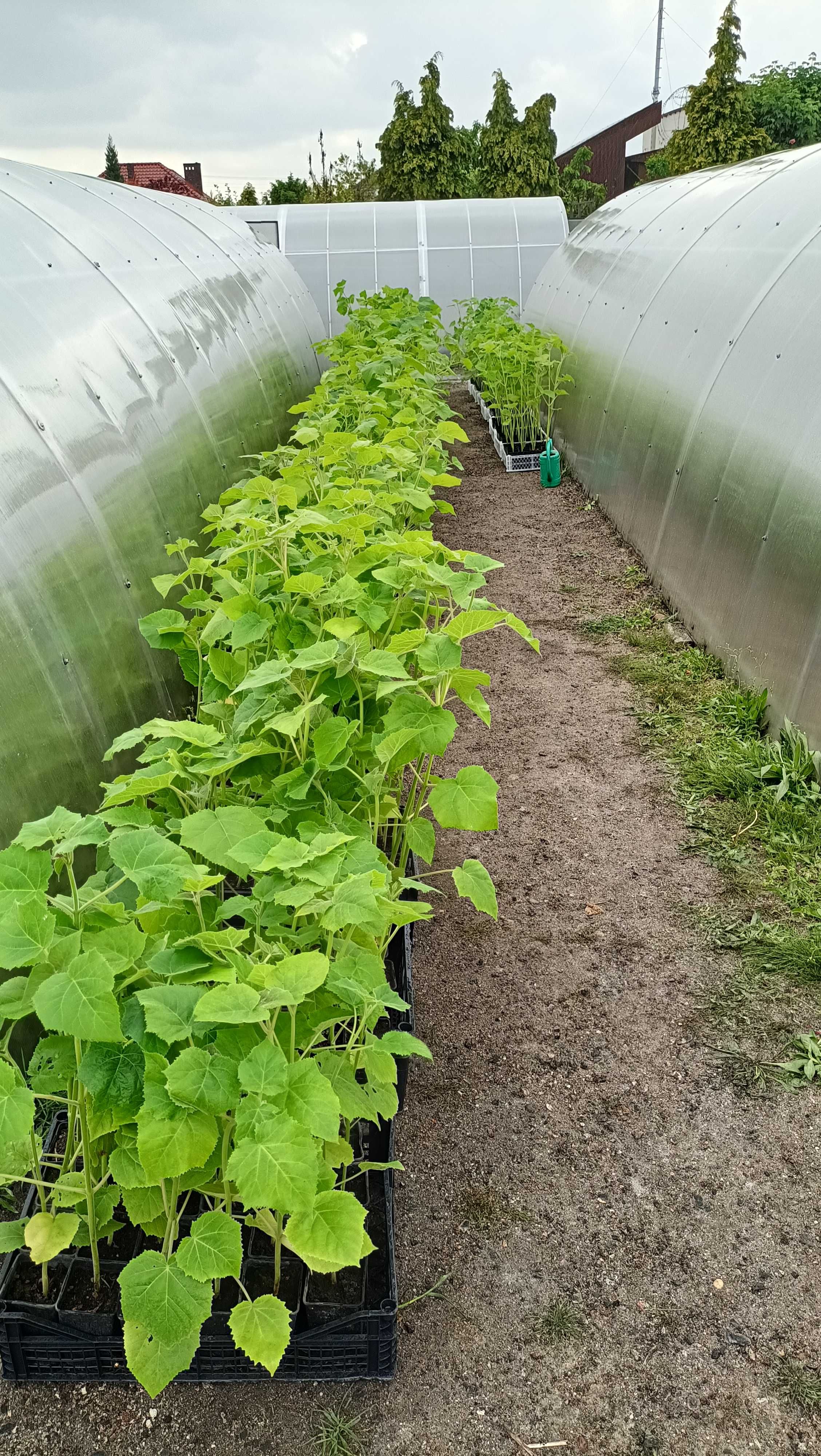 Paulownia Shang Tong, Drzewo szybko rosnące. PRODUCENT