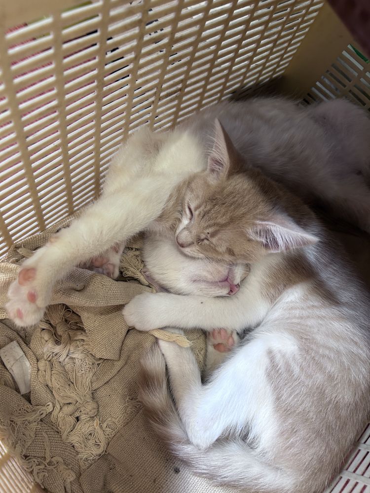 Котята мальчик и девочка