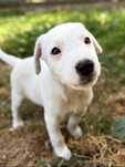 Parson Russell Terrier - gładkowłosy TIMUR