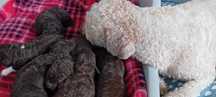 Lagotto Romagnolo FCI, Zapowiedz miotu!!!