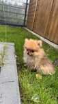 Pomeranian Szpic miniaturowy Piesek