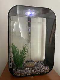 Aquario Biorb 60 lt