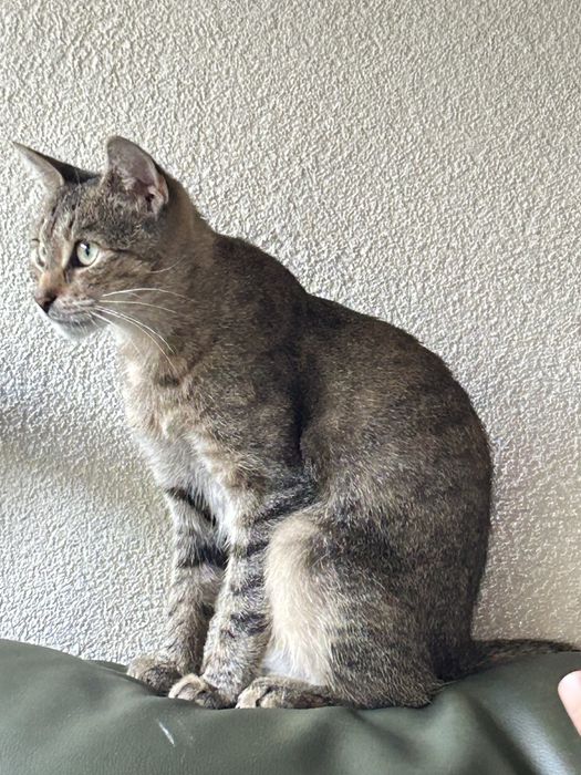 Tigra - poleca się do adopcji .