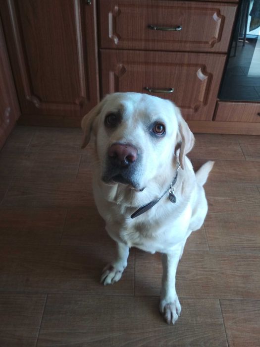 Перетримка тварин