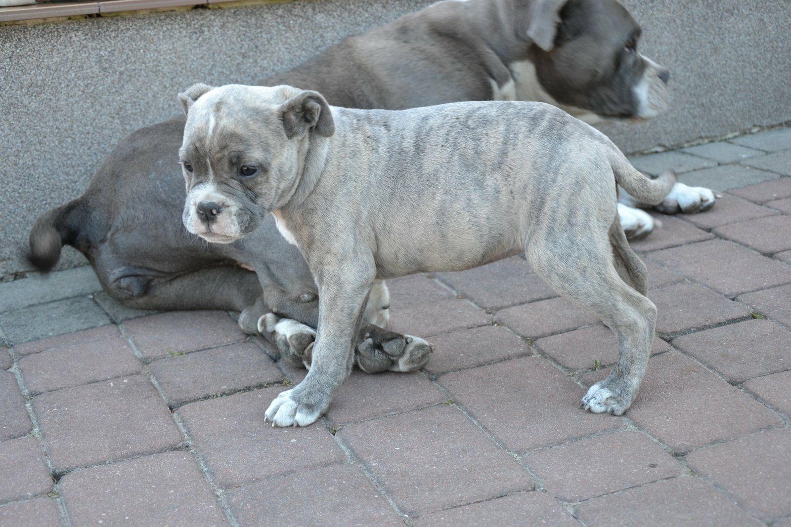 American Staffordshire Terrier Amstaff