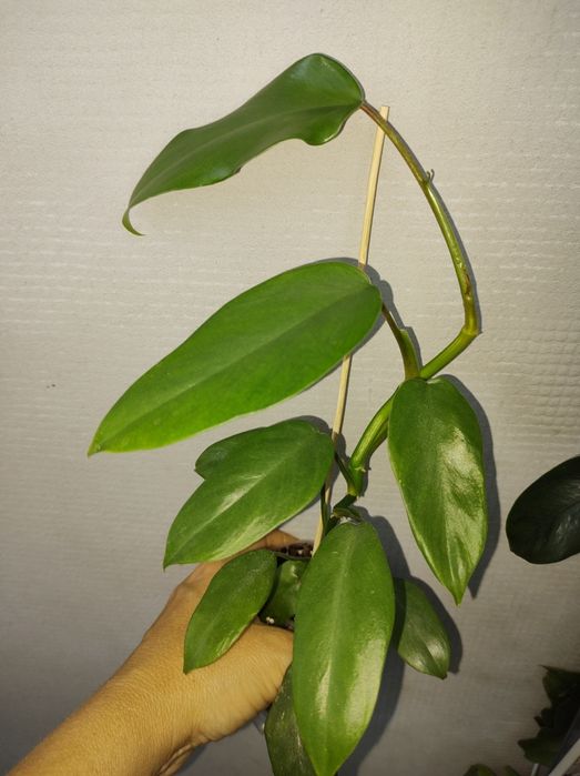 Філодендрон радіатум ред андерсон гігантеум сіам санрайз