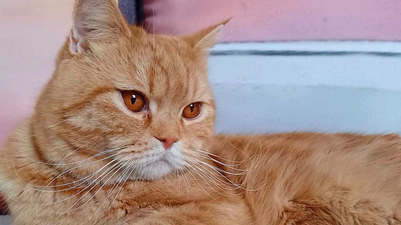 Шотландський  котик з рідкісним червоно рудим забарвленням.