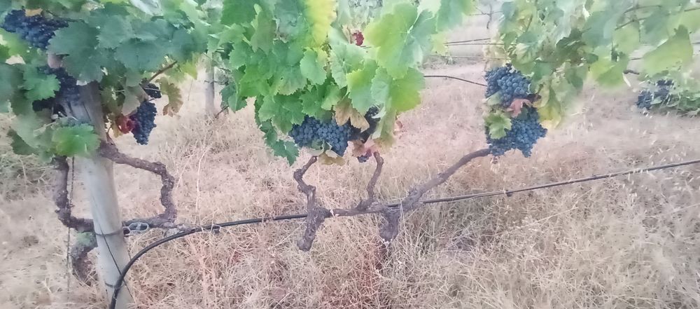 Uvas tintas e brancas, para vindimar a 4Out t