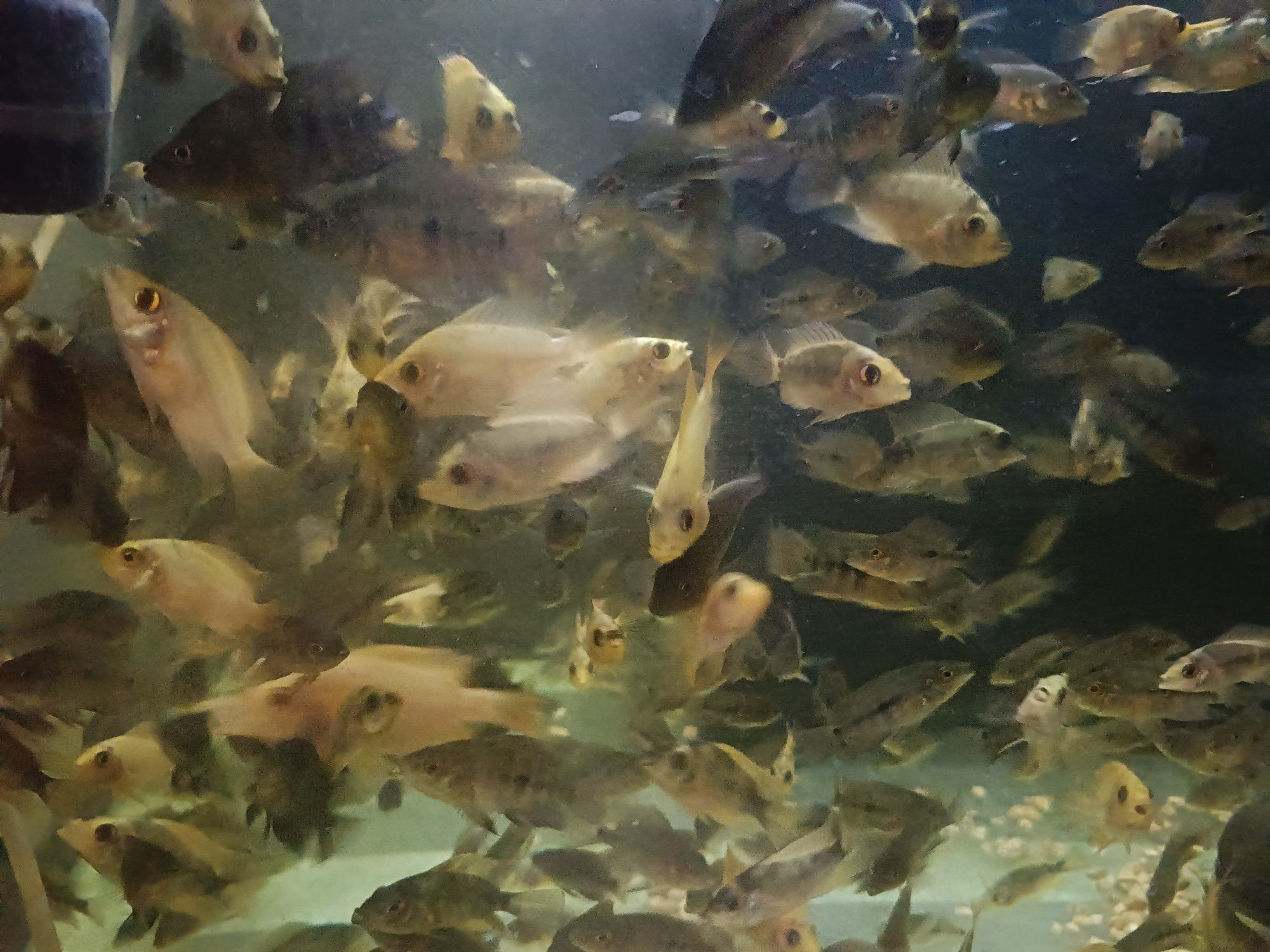 Pielęgnice cytrynowe z własnej hodowli