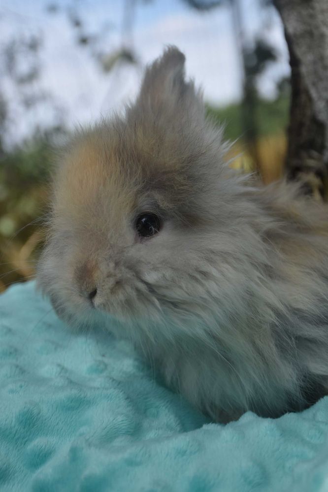 Angora Angielska YORCZEK małe 7 tyg