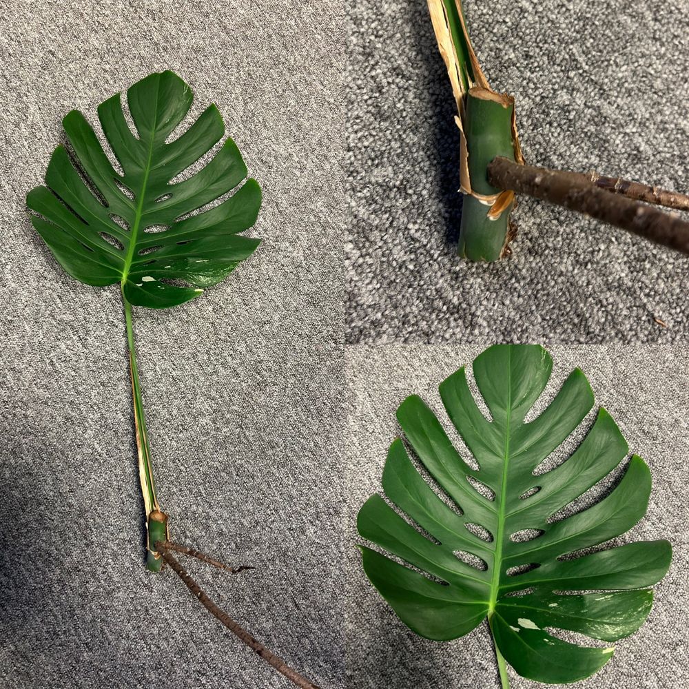 Monstera variegata big form sadzonka szczytowa i 5 liści