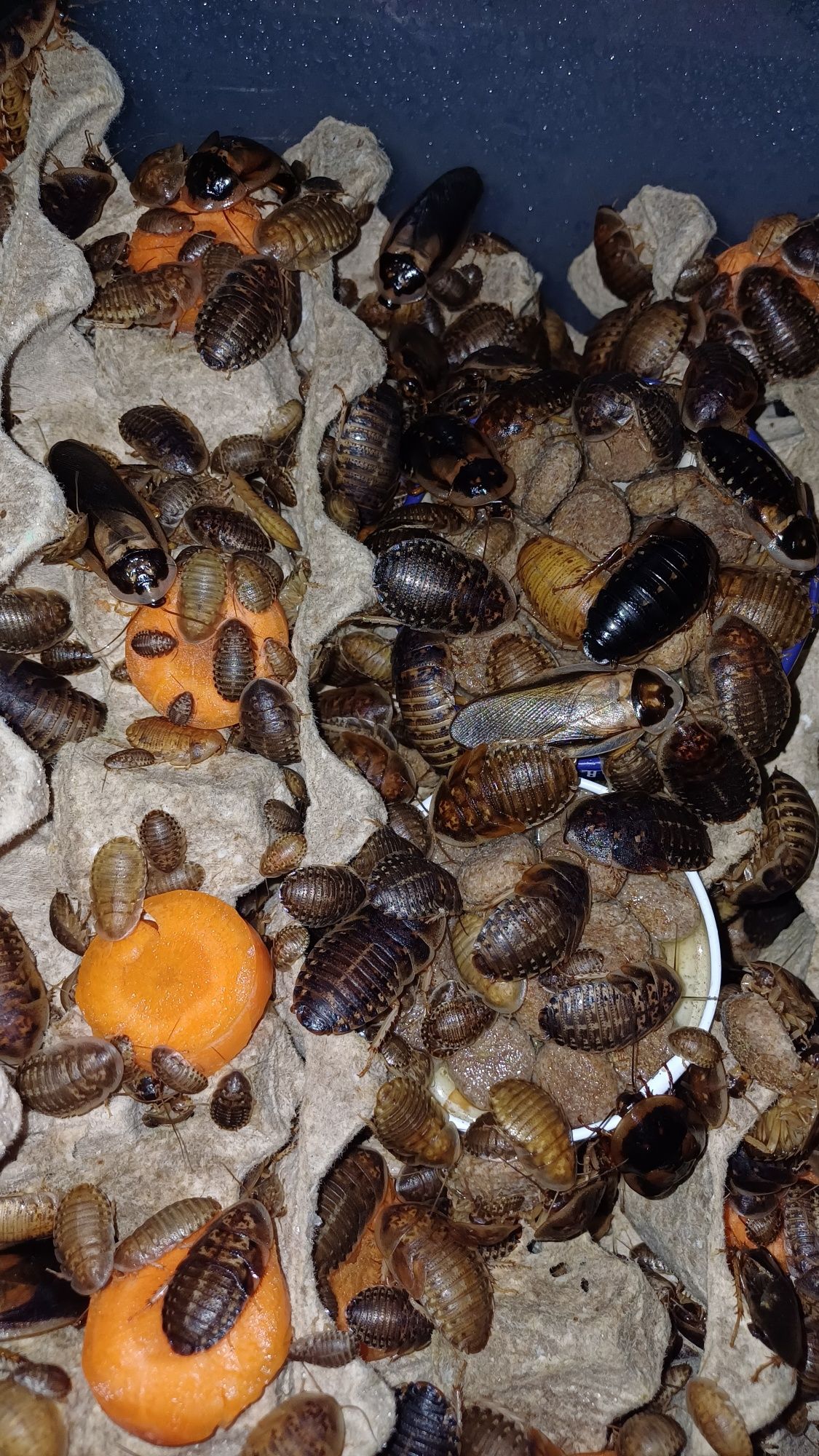 Blaptica dubia karaczan argentyński