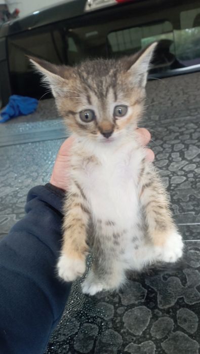 Милые котята!Даром