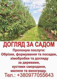 Обрізка та формування плодових дерев, кущів, винограду. Хім.обробка