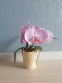 Орхідея фаленопсис рожева