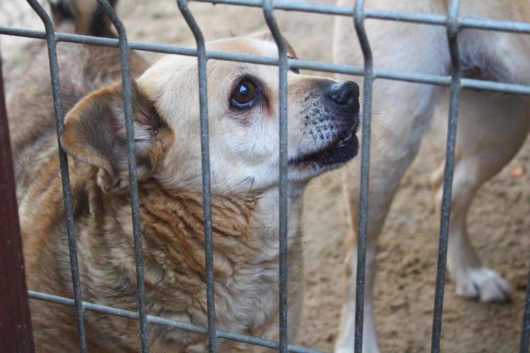 Diorka i Chanel - prawie labrador i parówa szukają wspólnego domu