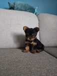 Yorkshire Terrier miniaturka