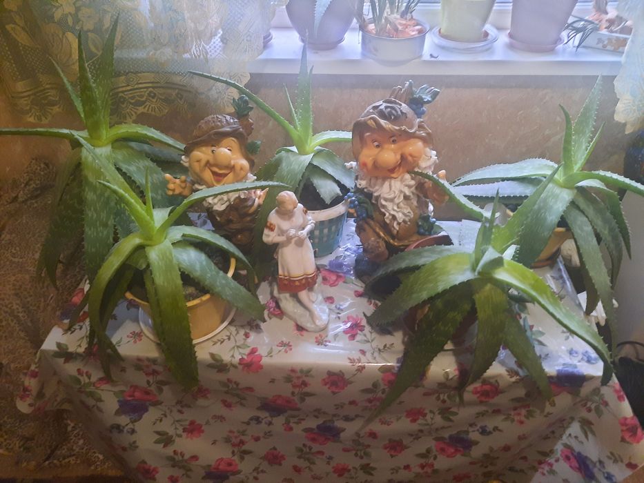 Алое - ліки від сотні хвороб