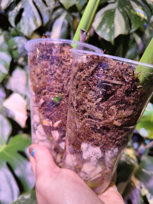 Monstera Deliciosa Big/LF- zestaw 2 szczytów