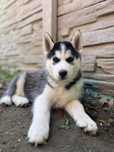 Siberian Husky FCI
