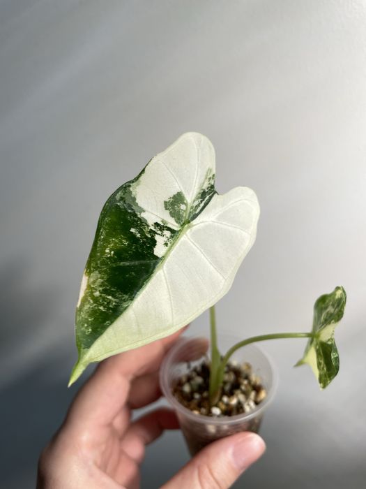 Алоказія frydek variegata