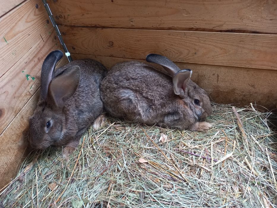 Продам кролики породи Бельгійський велетень+ Строкач , самці та самиці