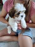 Oddam w dobre ręce pieska matka shihtzu
